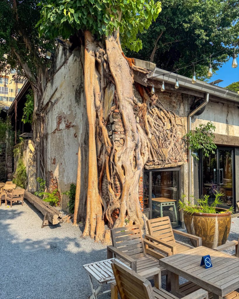 Tree taking over a building in Hong Sieng Kong with a beautiful look that makes you think it's been taken over by time