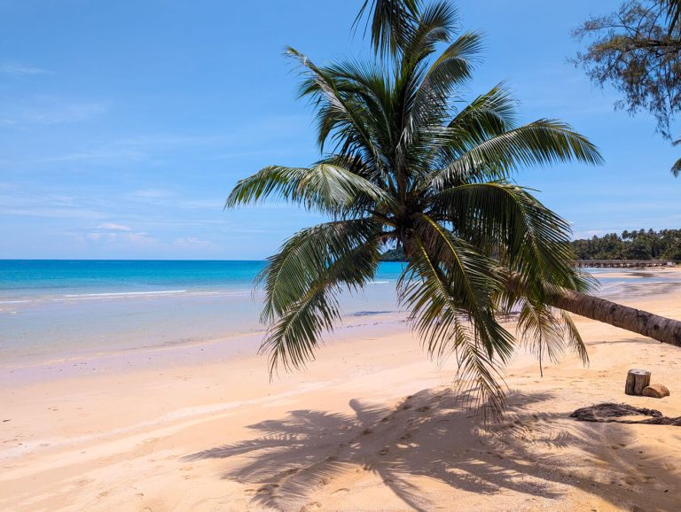 A palm tree in Koh Kood on a beach with beautiful light